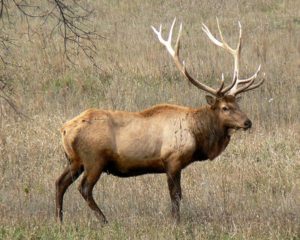 elk inspiration for the elk antler iron door pulls