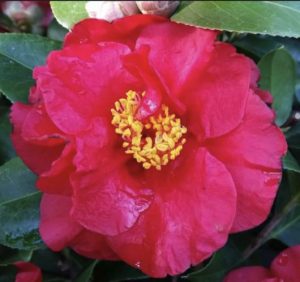 pink Camellia flower