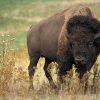 Buffalo Hunt - American Western States Buffalo - LC524A